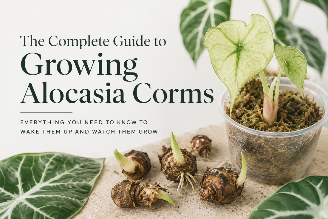 Alocasia Corms: The Ultimate Plant Cliffhanger