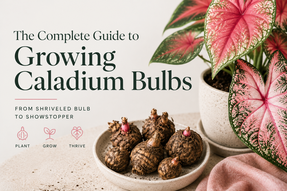 A Caladium Grow Guide: Sleepy Tuber to Loud Leaves