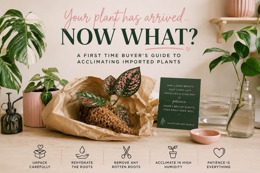 Your Plant Has Arrived… Now What?