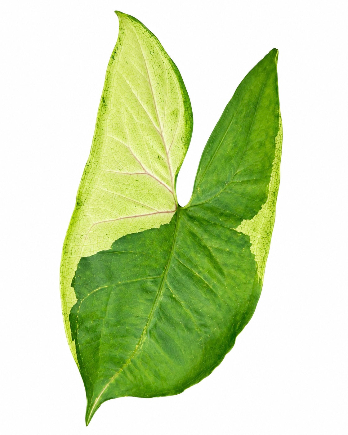 Syngonium