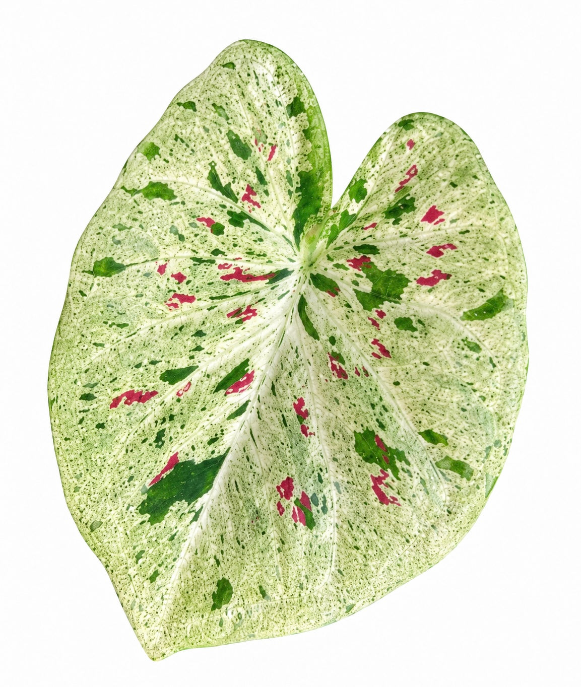 Caladium