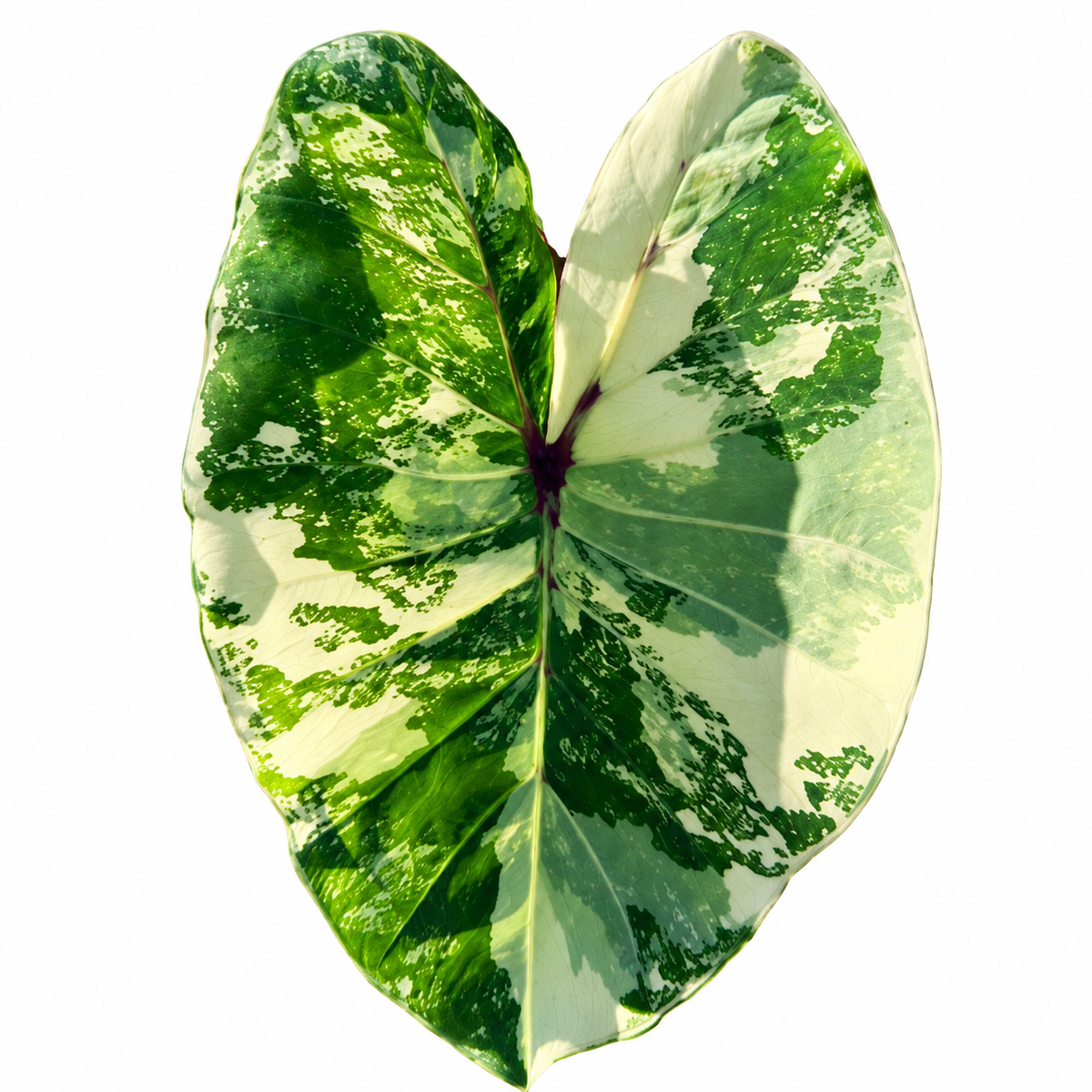 Colocasia