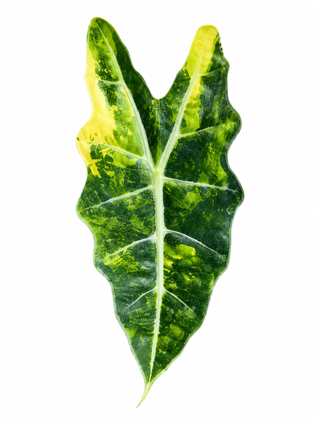 Alocasia