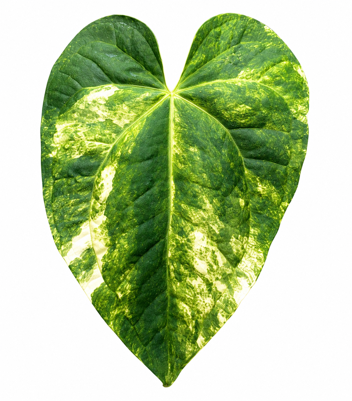 Anthurium