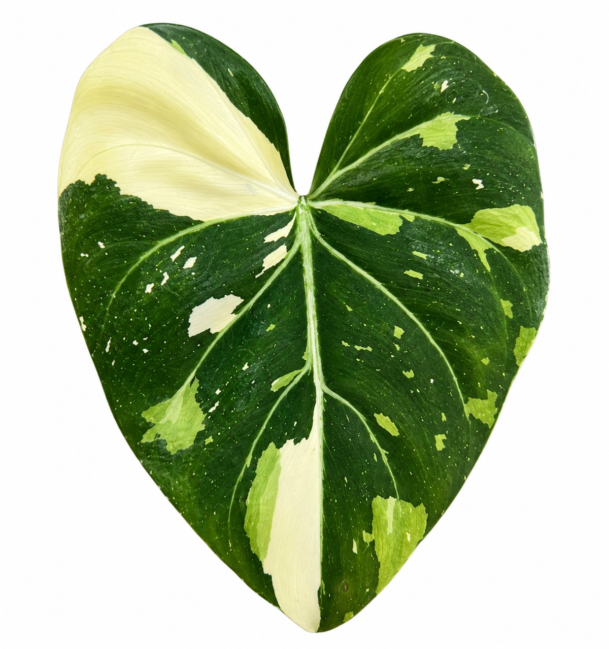 Philodendron