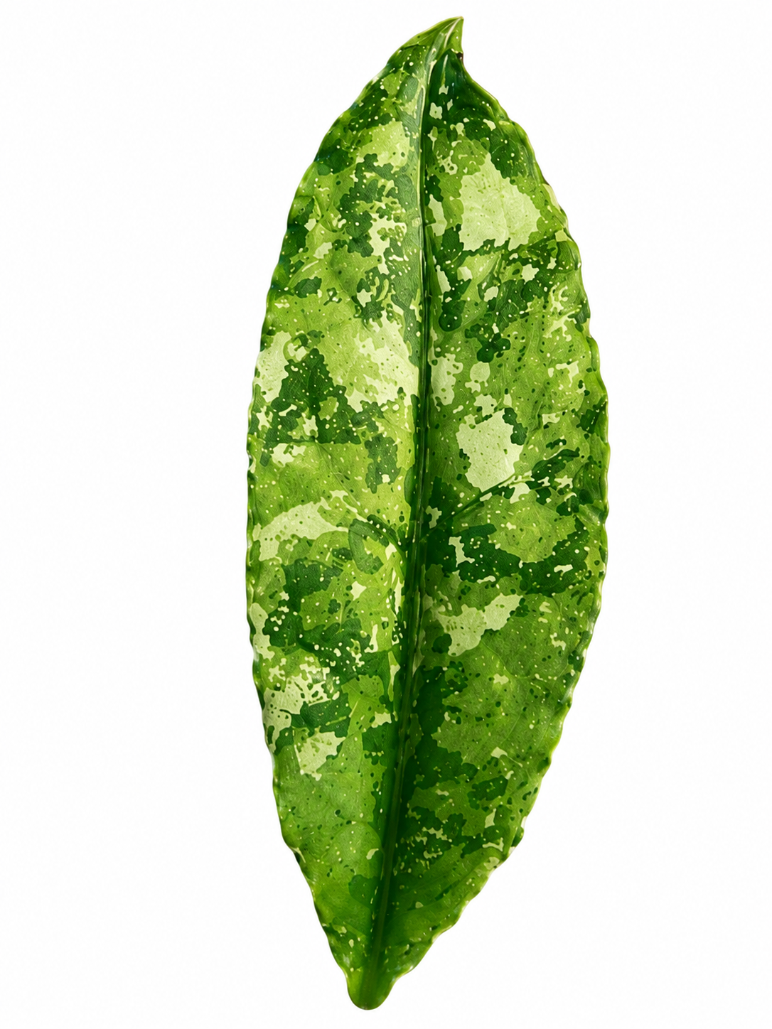 Hoya