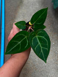 Anthurium Papillaminum x (Chocolate x Red Crystallinum)