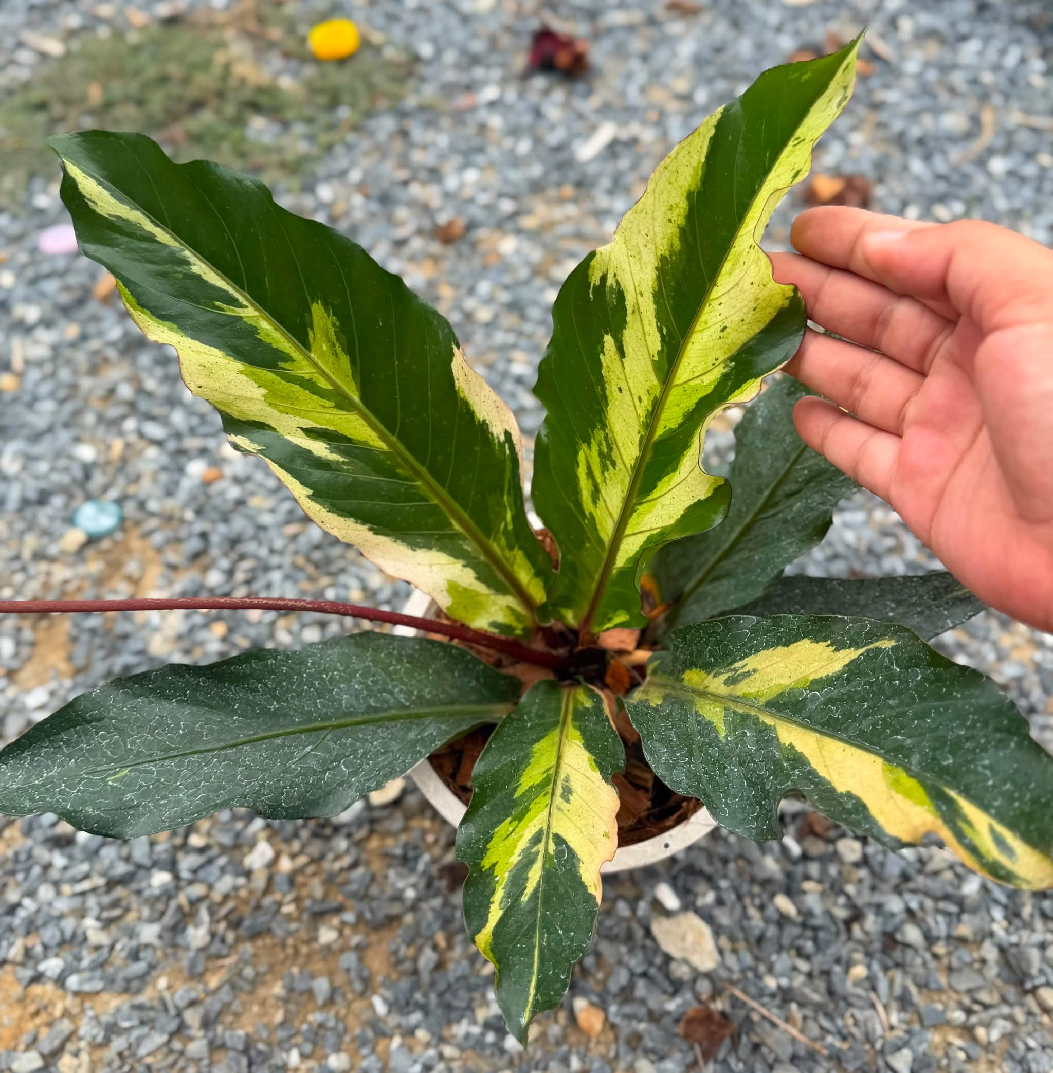 Anthurium Renaissance Variegated