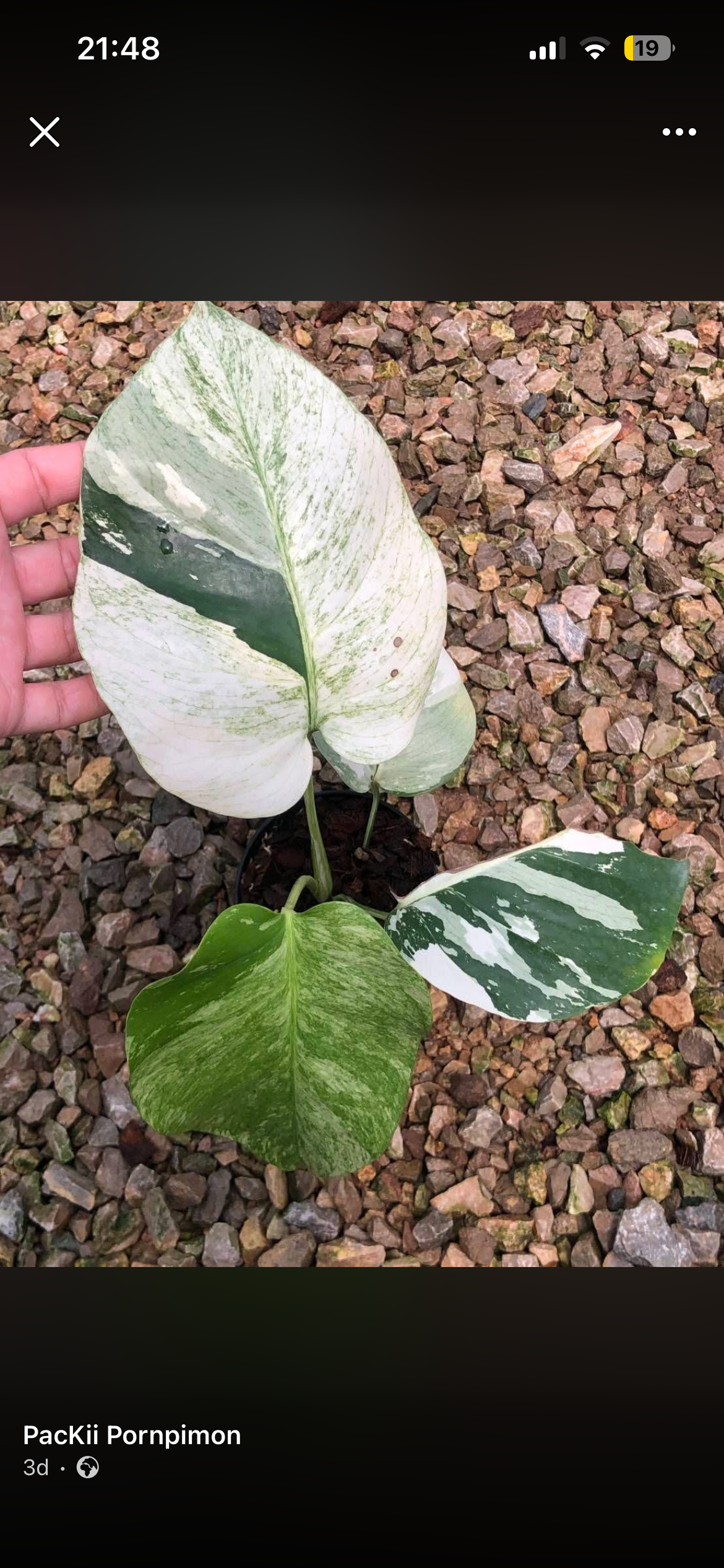 Monstera Mint