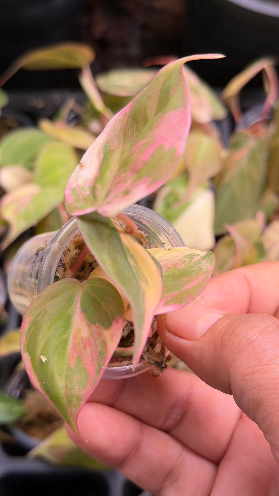 Philodendron Micans Pink