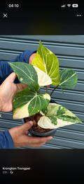 Philodendron Gloriosum Tricolour