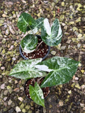 Alocasia Pink Dragon Albo