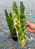 Philodendron Billietiae Variegated