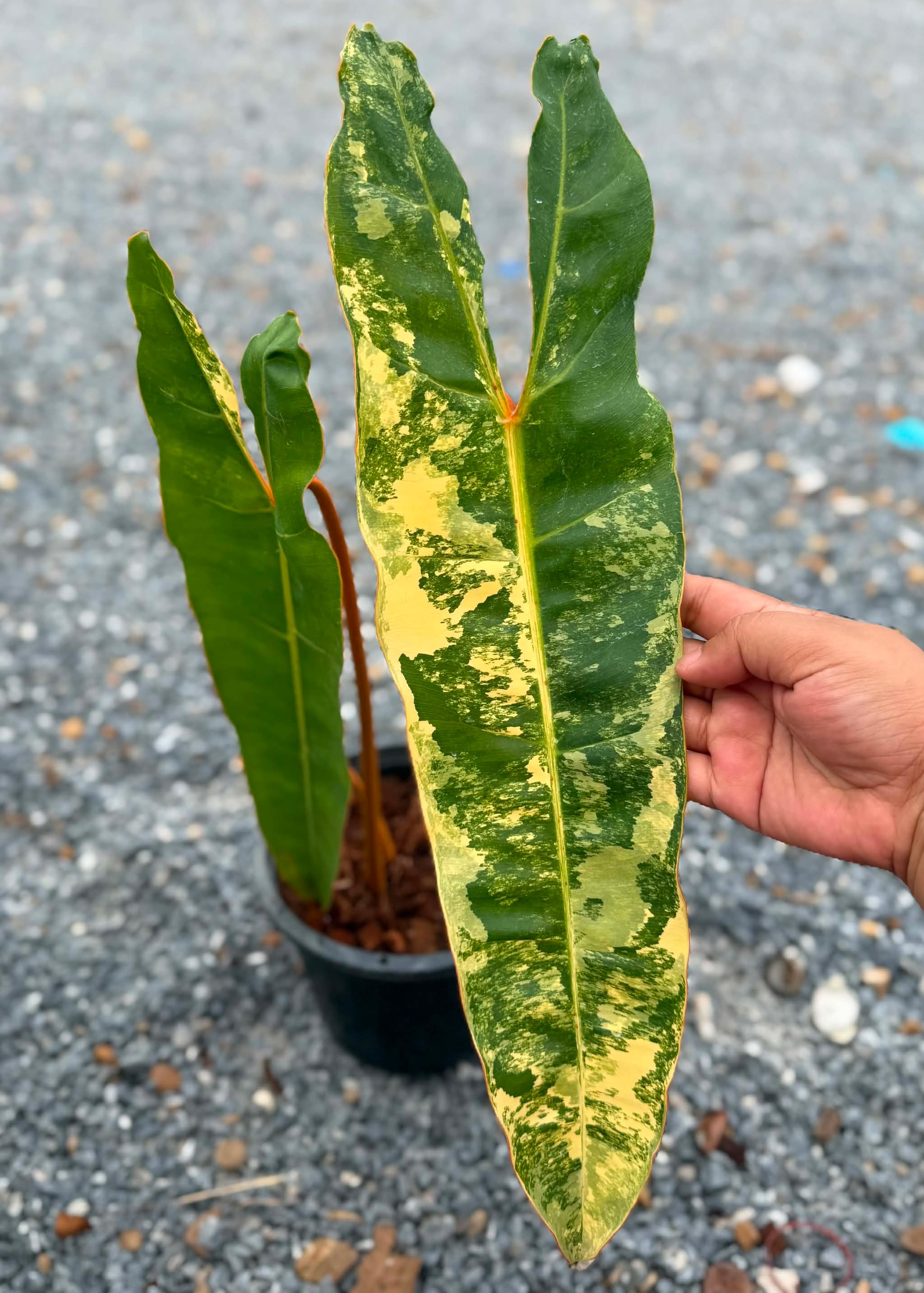Philodendron Billietiae Variegated