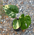 Monstera NOID