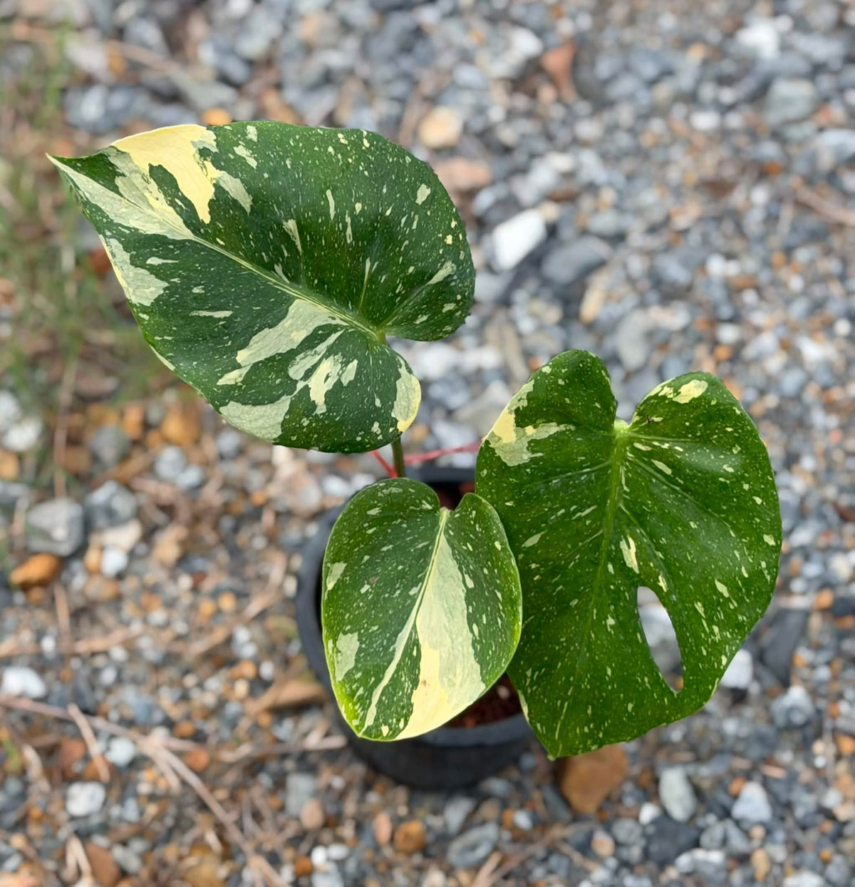 Monstera NOID