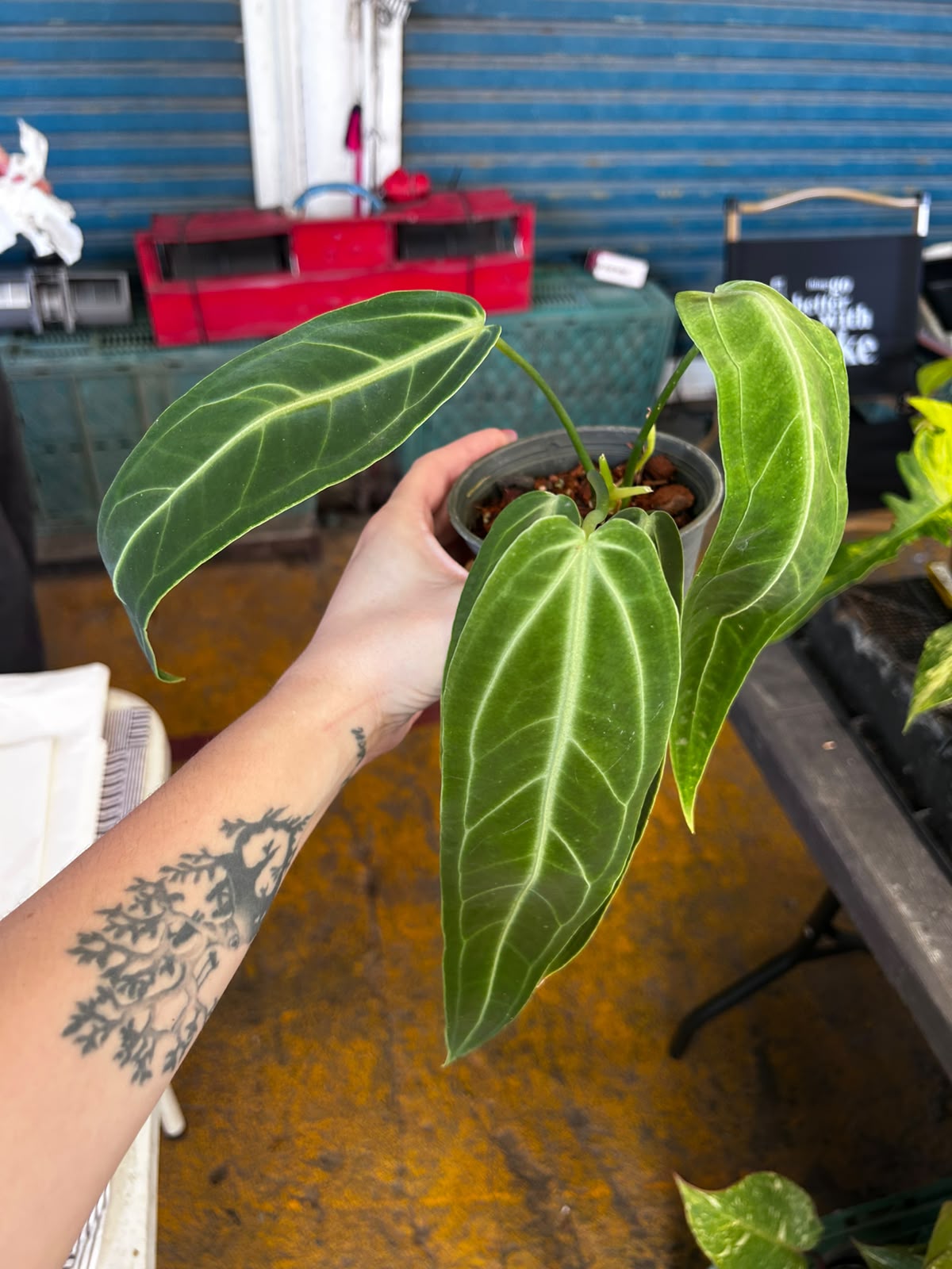 Anthurium Queen