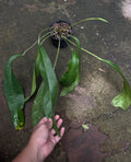 Anthurium Palidiflorum Guayusa