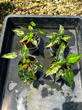 Alocasia Bambino Aurea x 4 pot bundle