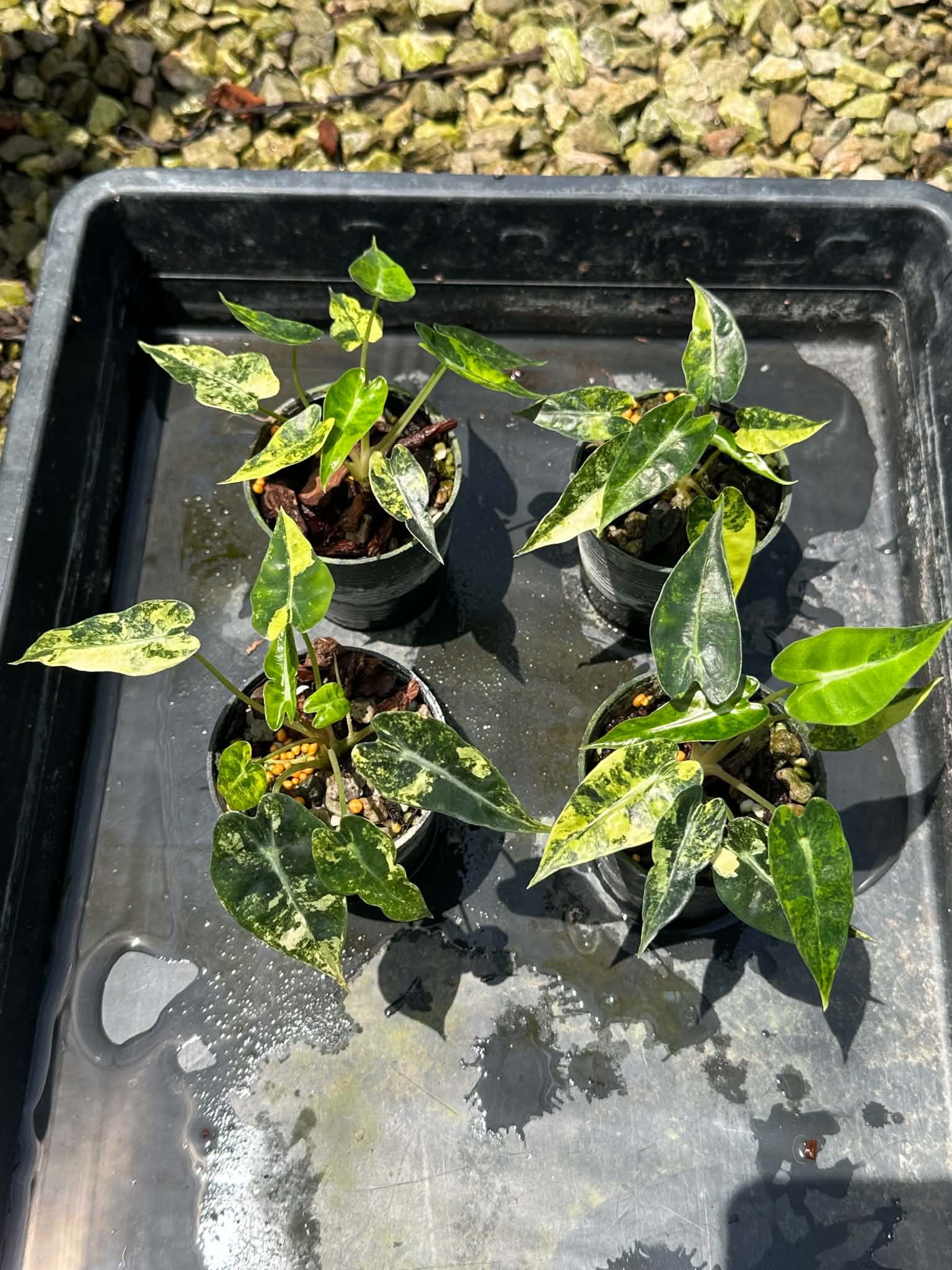 Alocasia Bambino Aurea x 4 pot bundle