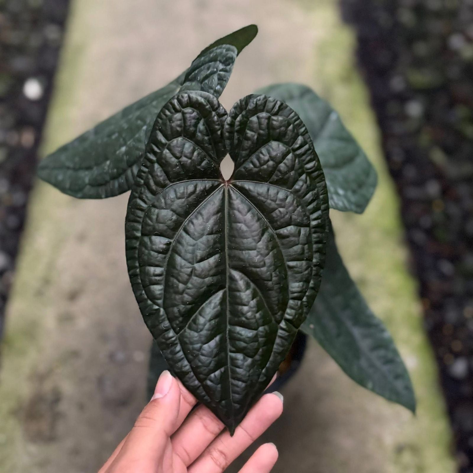Anthurium Red Dark Phoenix x Luxurians