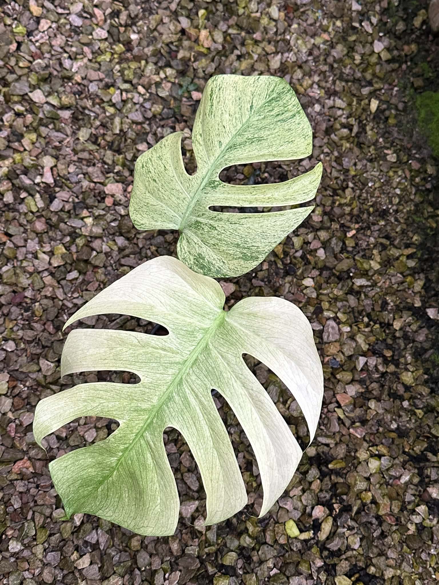 Monstera Full Mint B