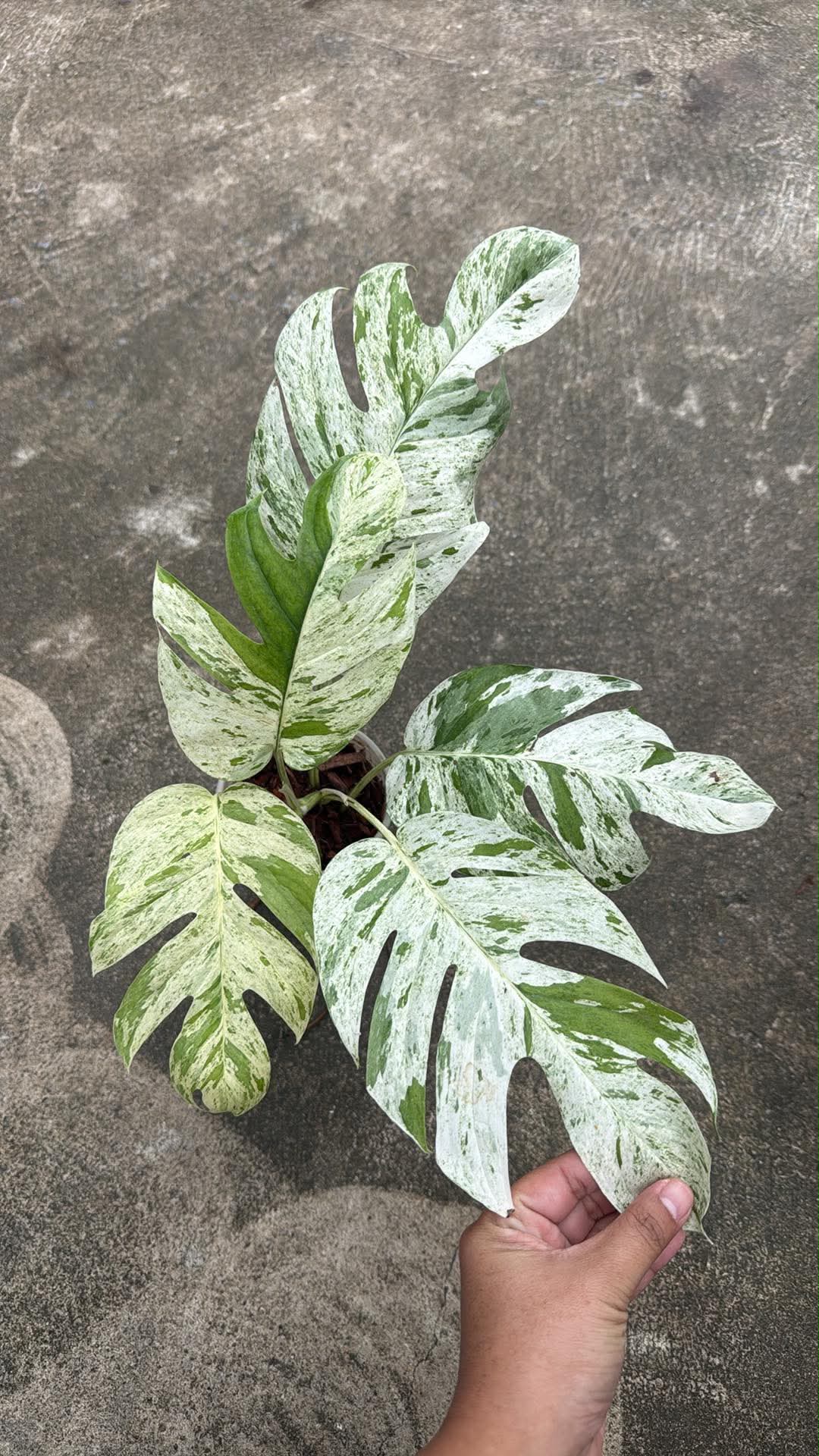 Epipremnum Marble Queen