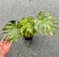 Monstera Platinum