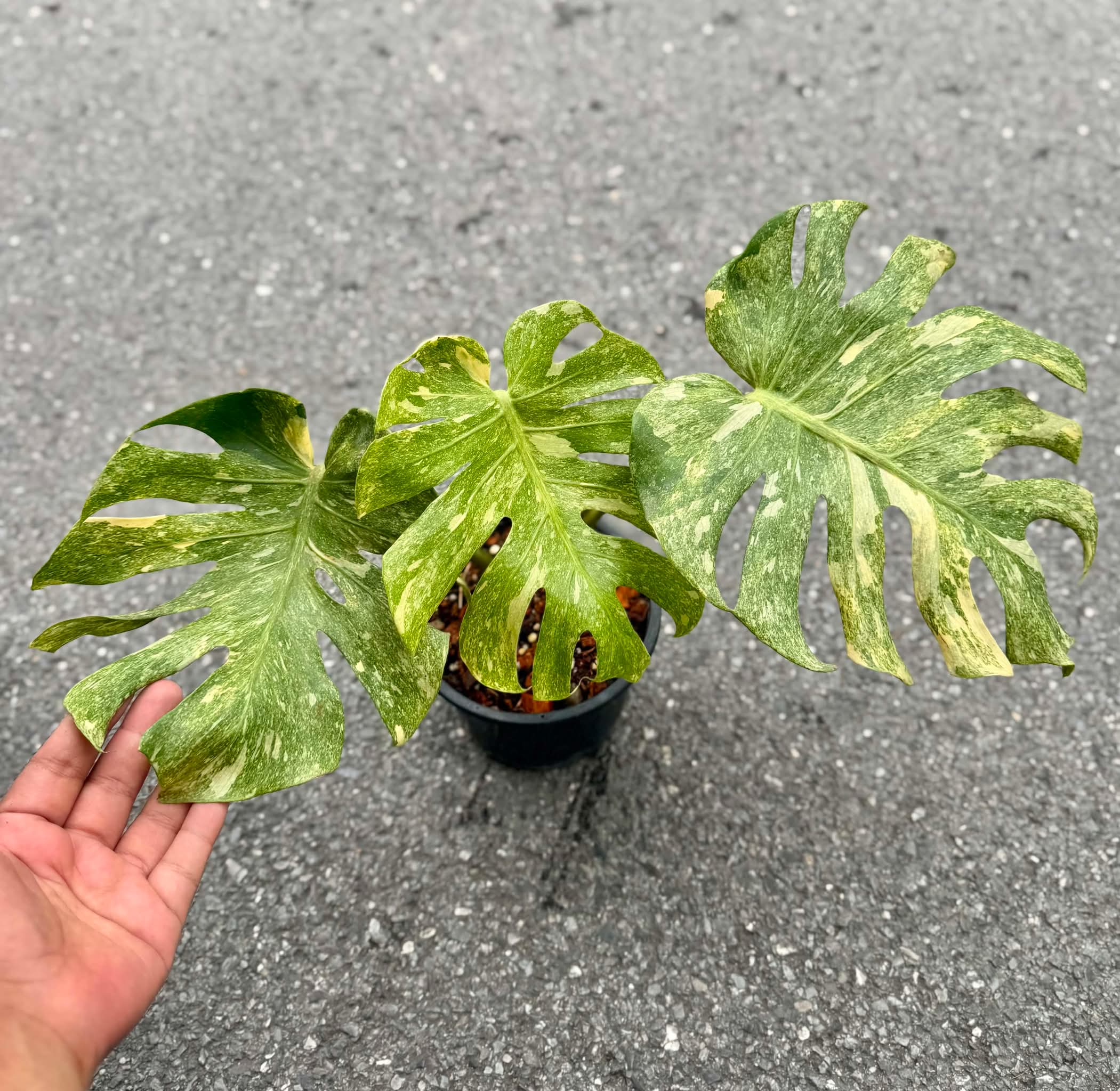 Monstera Platinum