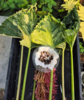 Alocasia Cucullata Crinkle Albo Corm