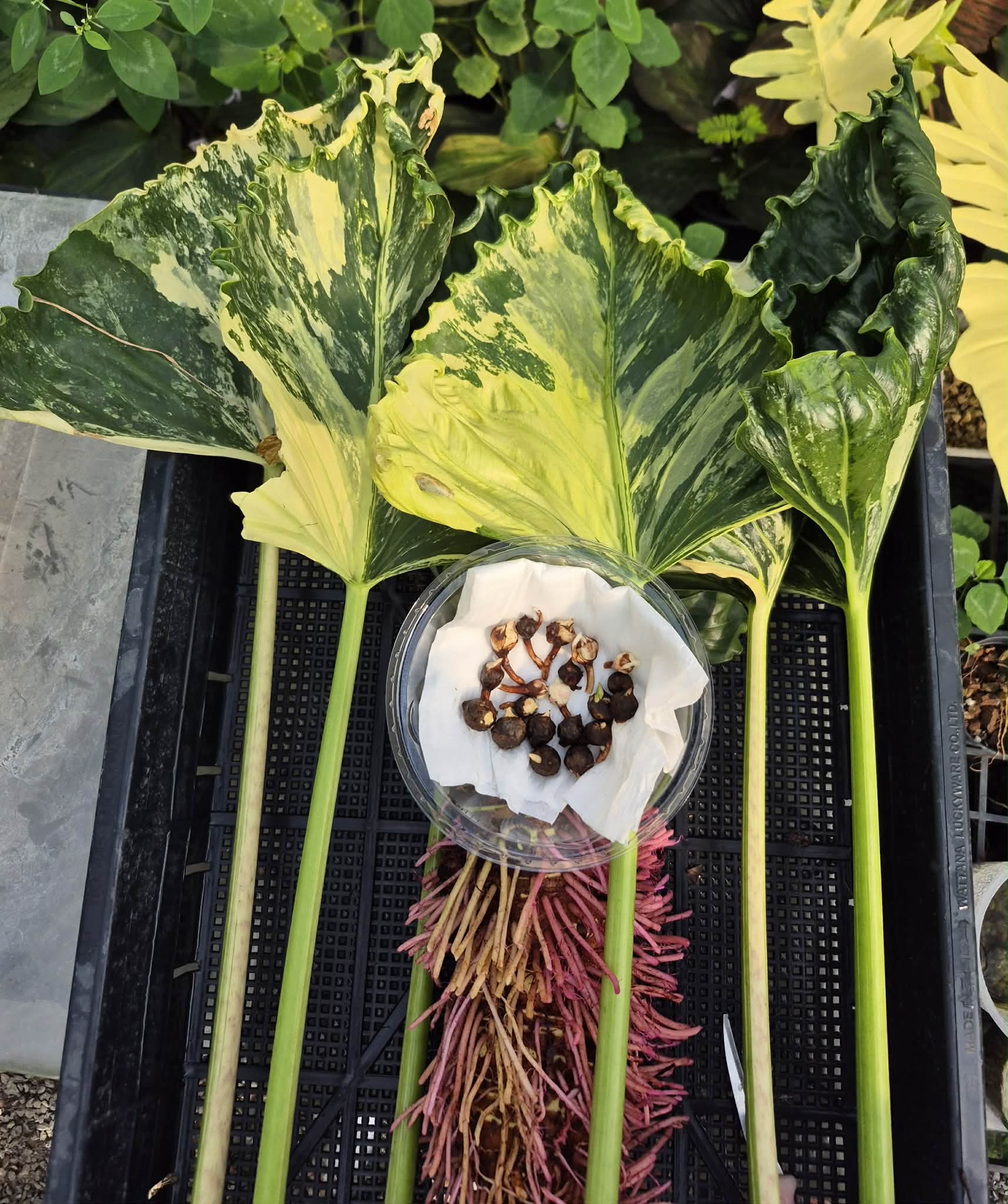 Alocasia Cucullata Crinkle Albo Corm