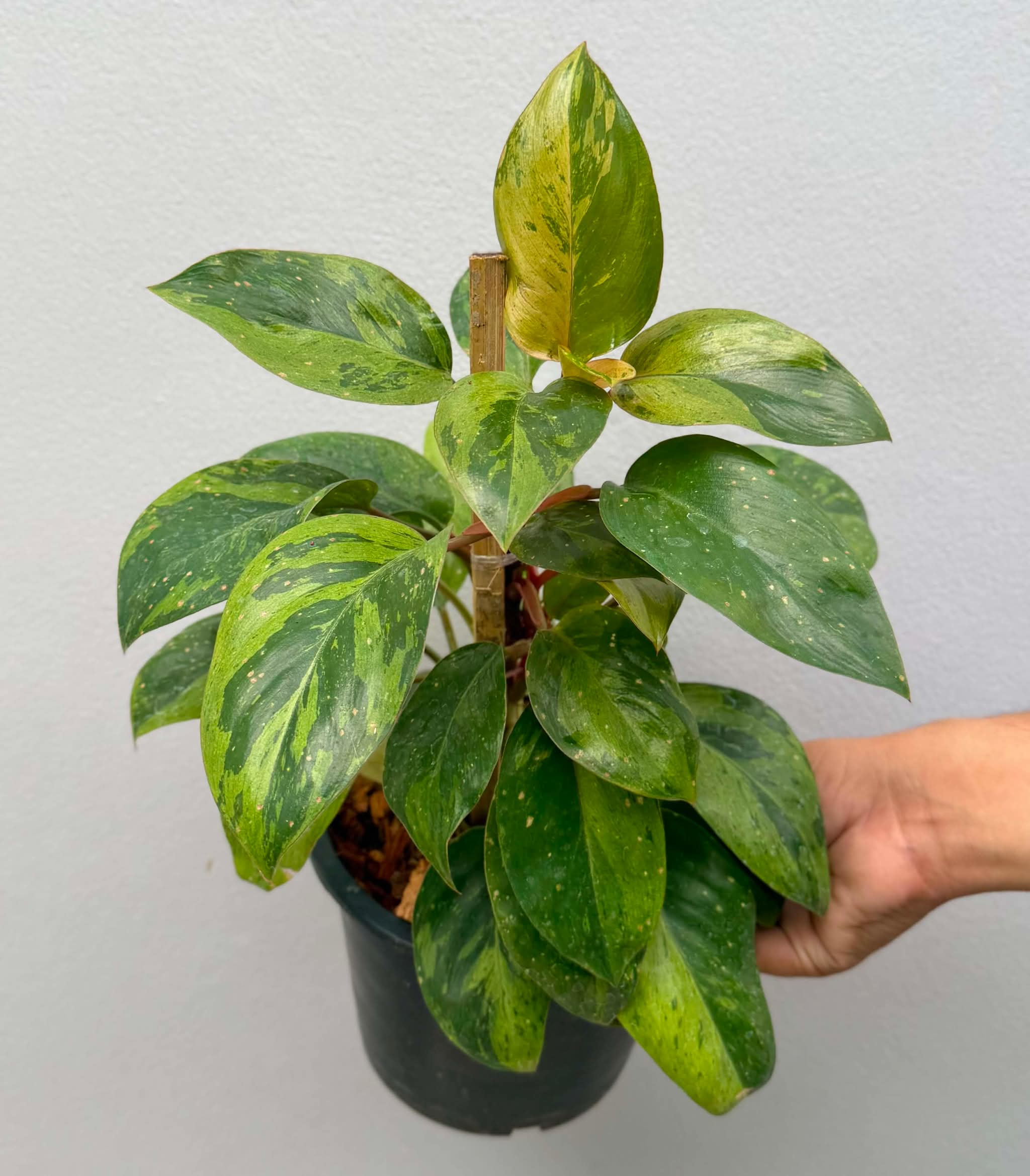Philodendron Red Congo Hybrid