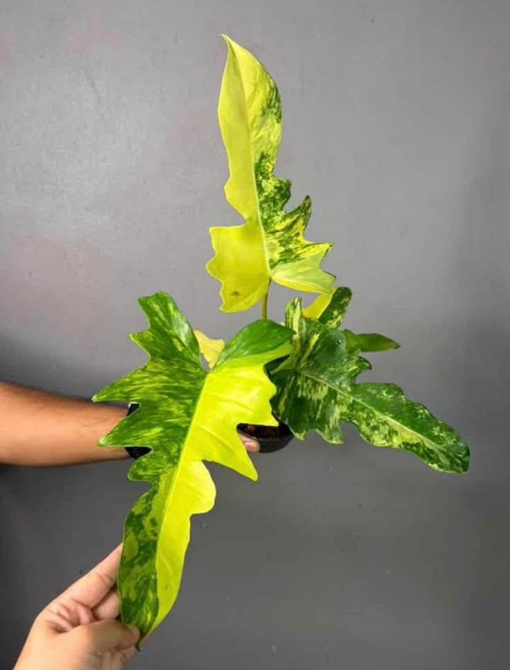 Philodendron Florida Beauty x Mayori