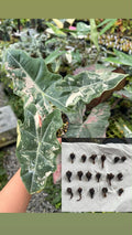 Alocasia Sanderiana Pink Mint Corm