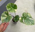 Monstera Legacy