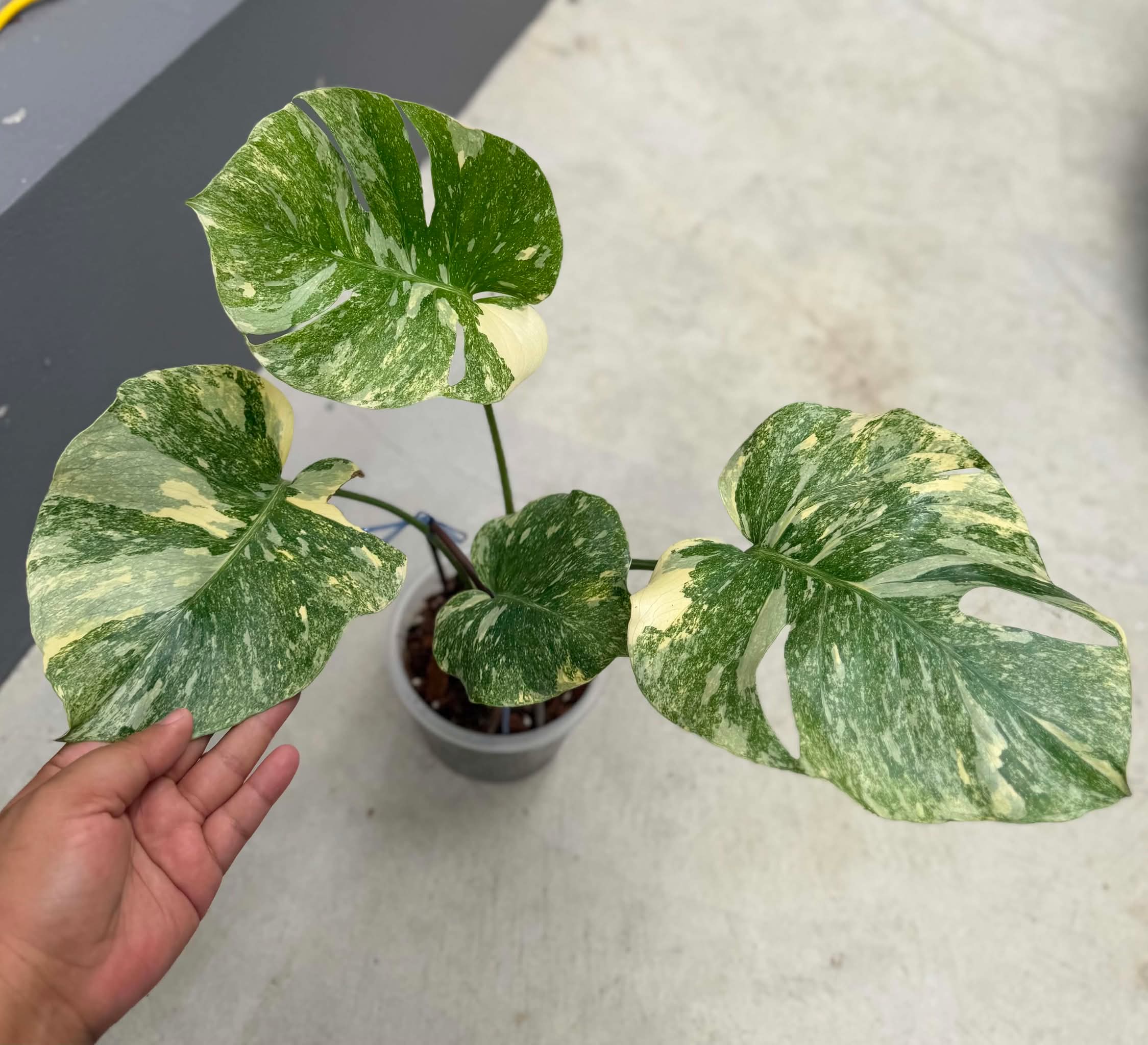 Monstera Legacy