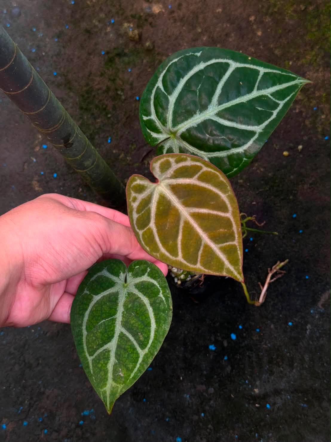 Anthurium (SKG Silver x Hoffmanii) x (Zara x Michelle)