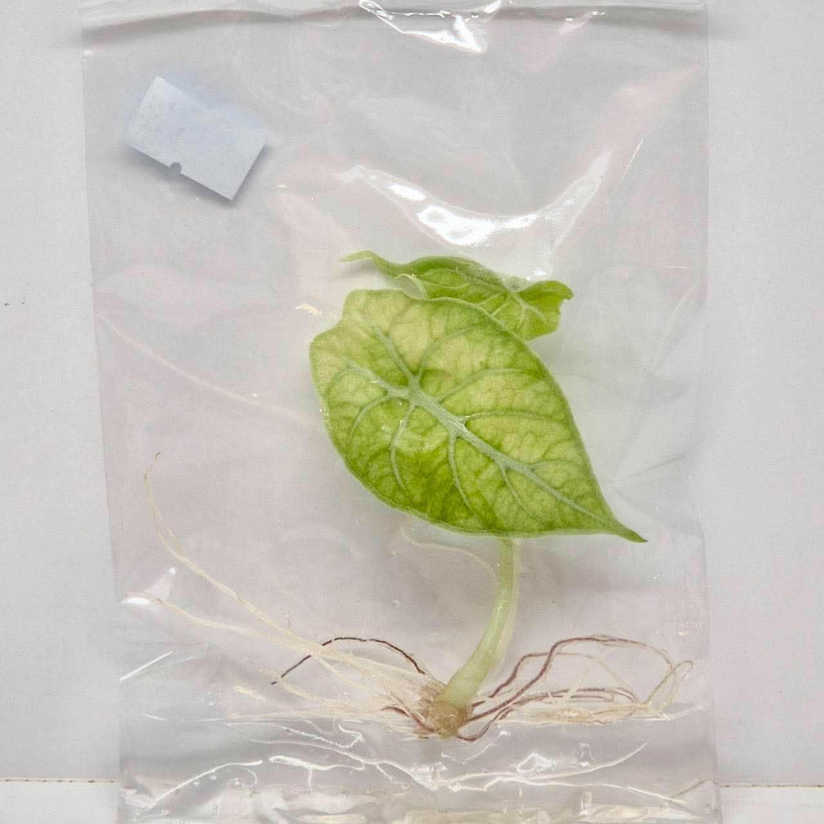Alocasia Watsoniana Mint TC