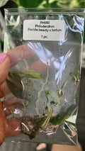 Philodendron Florida Beauty x Tortum TC