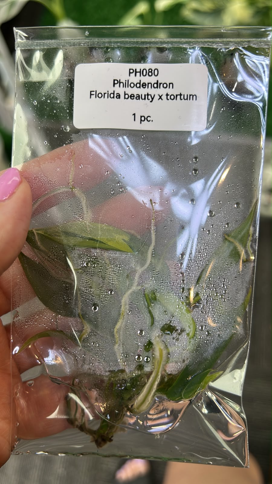 Philodendron Florida Beauty x Tortum TC