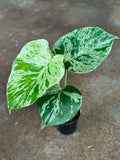 Monstera Bulbasaur