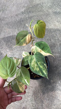 Philodendron Micans Variegated