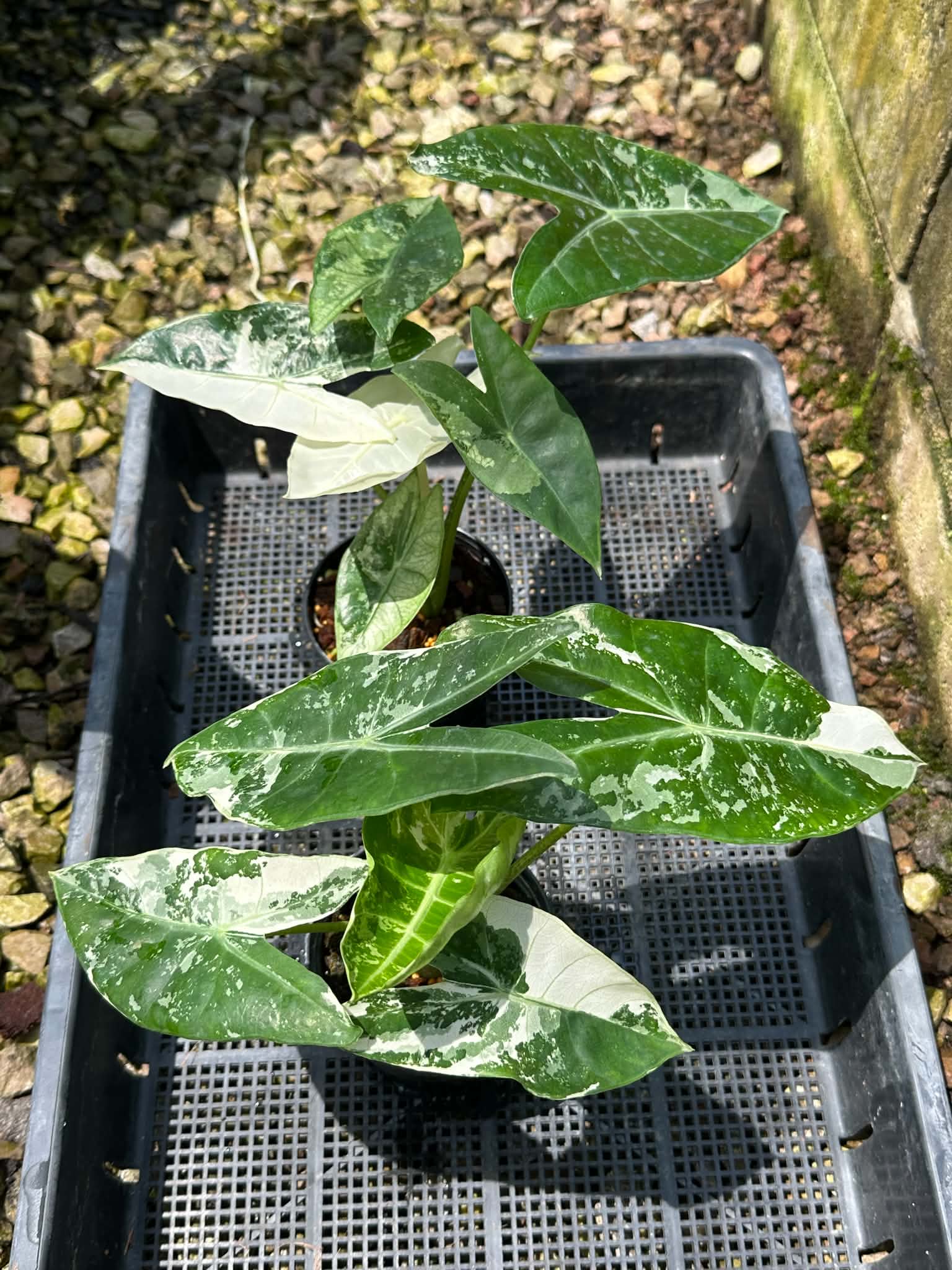 Alocasia Longiloba Albo x 2 pot bundle