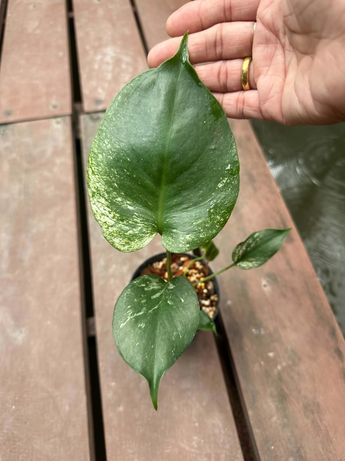 Monstera Devil Monster