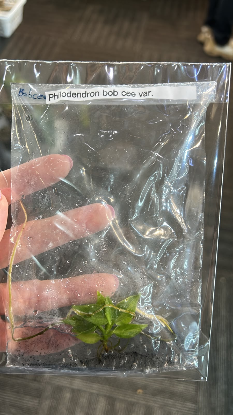 Philodendron Bob Cee Variegated TC