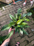 Philodendron Emerald Queen