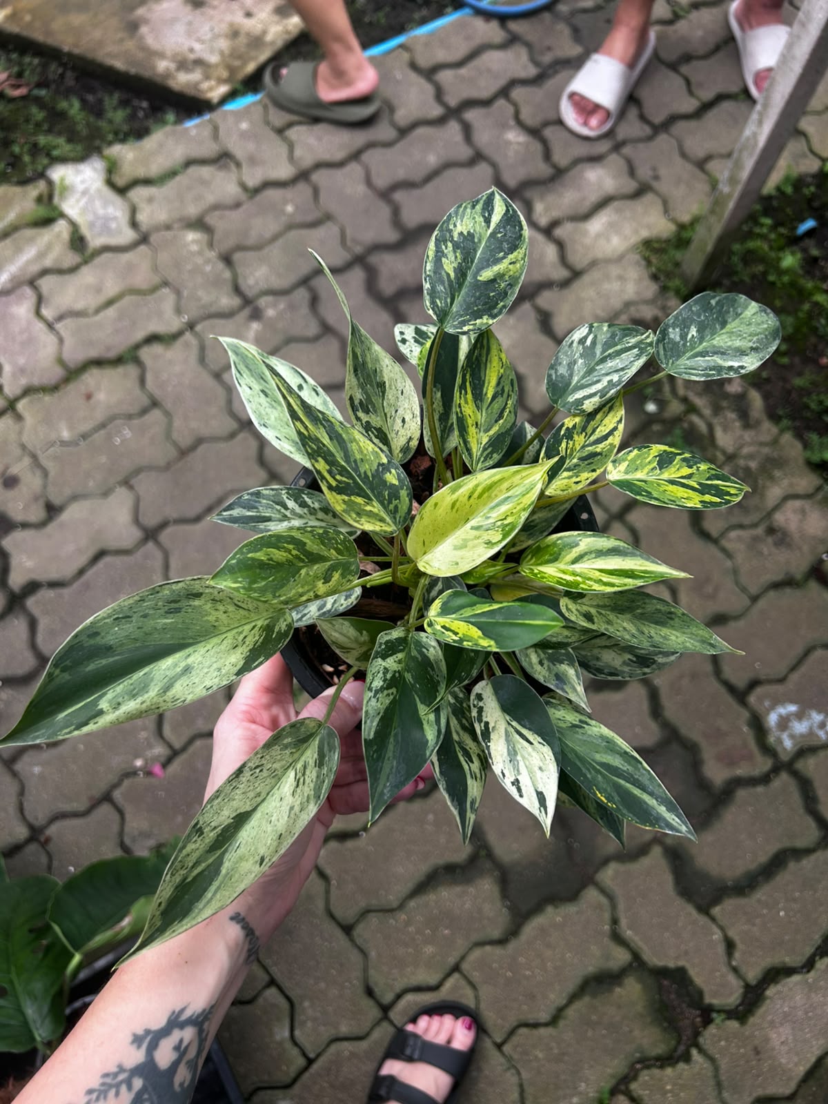 Philodendron Emerald Queen