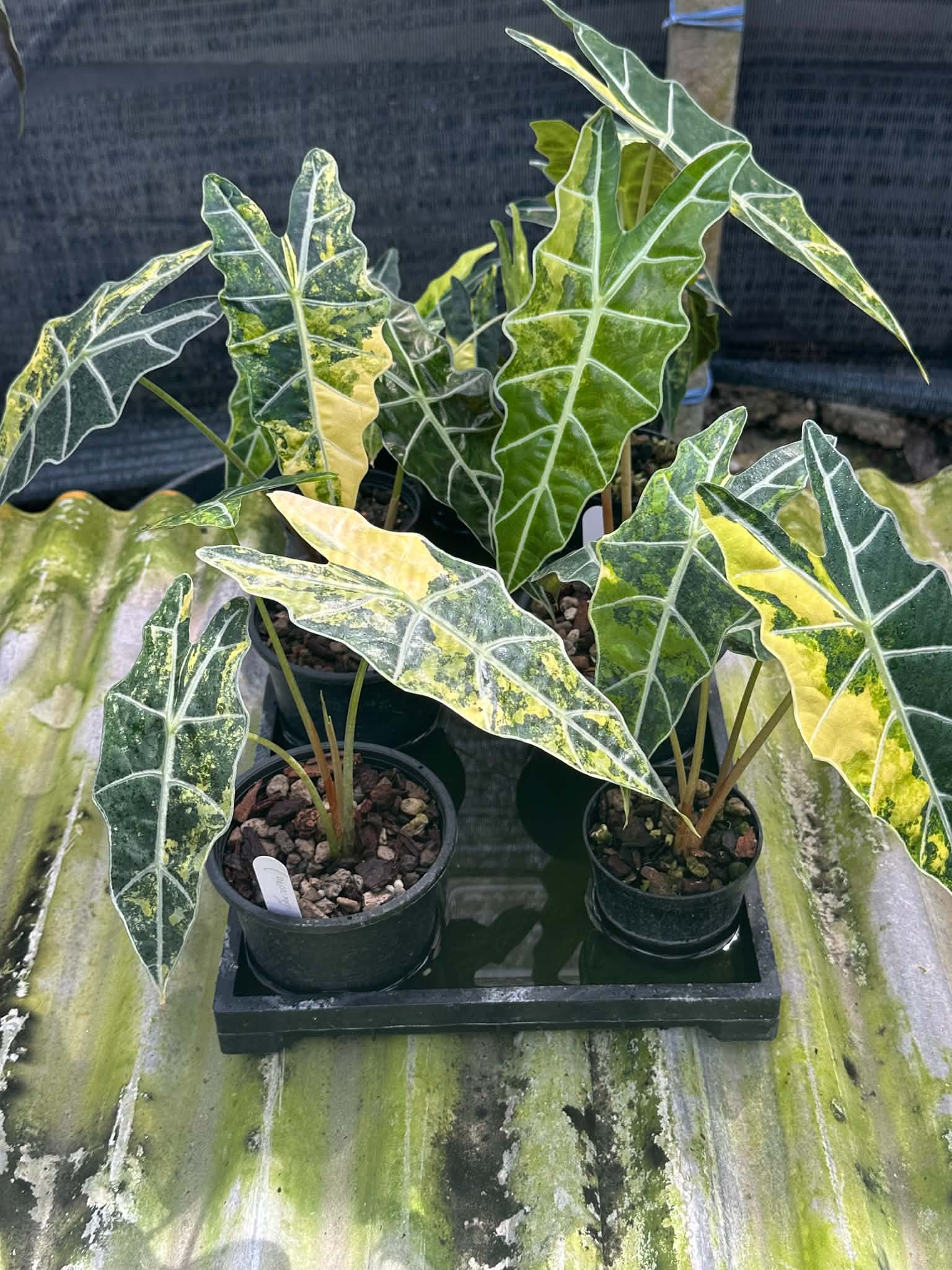 Alocasia Sanderiana Aurea Corm
