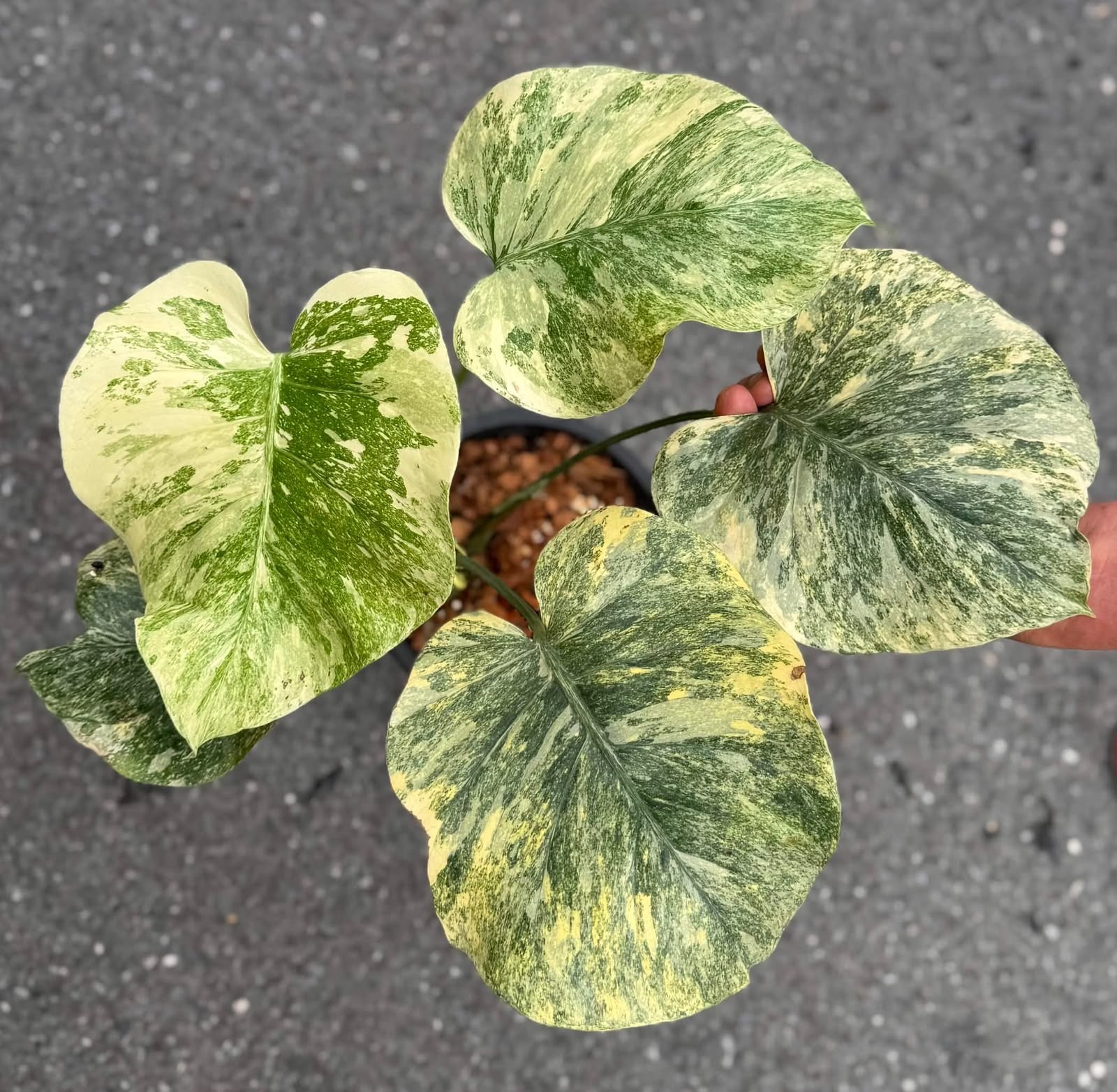 Monstera Legacy