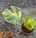 Monstera Yellow Marilyn